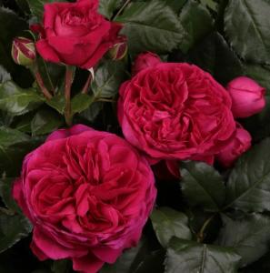 Скриншот 14-02-2023 095607