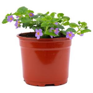 Рассада бакопа