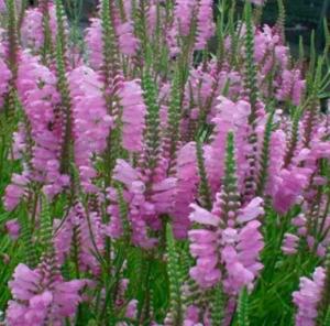 Физостегия виргинская Пинк Маннерс, С3