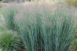 Просо прутьевидное (Panicum virgatum Heavy Metal) Н10-15 P 13