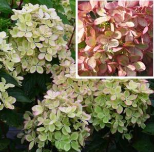 Гортензия метельчатая  Пастел Грин С3 СП-22