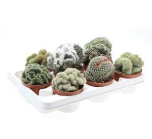 Кактус Кристаат Микс С10,5 Н15