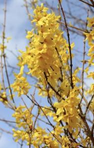 Форзиция промежуточная с3 (Никитенко)