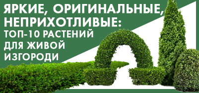 Яркие, оригинальные, неприхотливые: топ-10 растений для живой изгороди Яркие, оригинальные, неприхотливые: топ-10 растений для живой изгороди