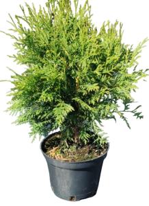 Туя западная Вудварди (Thuja occ. Woodwardii С3)