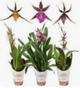 Брассия Микс D12 H55