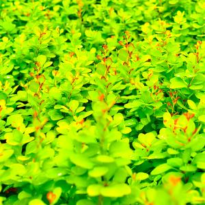 Барбарис тунберга Неон C2 1