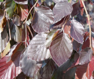 Скриншот 31-03-2025 135736-Photoroom