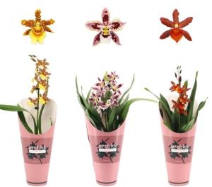 Камбрия 1ствол Микс Орхидея Коллекцион Подковер 12см