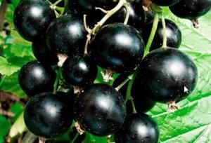 Смородина черная Экзотика с3