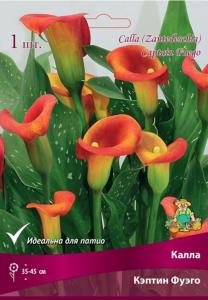 Калла Кэптин Фуэго (красно-оранжевый, 1шт, 14-16)