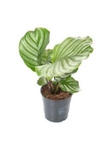 Калатея Орбифолия, в асс. (D-12)