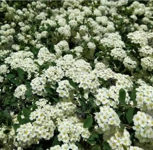 Спирея стелющаяся С3 ГлХ