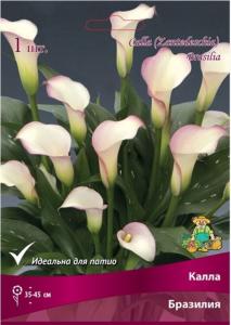 Калла Бразилия (бело-розовый, 1шт, 14-16)
