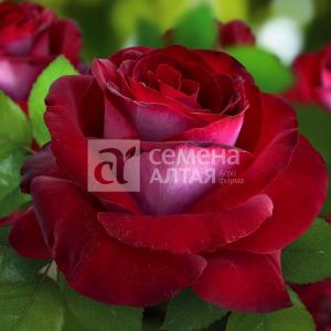 Роза Госпел 1шт чайно-гибридная (Сем Алт)