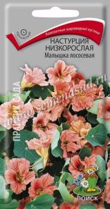 Настурция Малышка Лососевая низкорослая 1г Одн 30см (Поиск)
