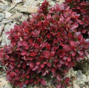 Барбарис тунберга Багатель v2 Lav