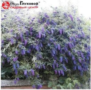 Буддлея Давида Эмпайр Блю 45-60 С10 БАл (цветки пурпурно-красные)
