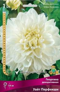 Георгина декоративная Уайт Перфекшн