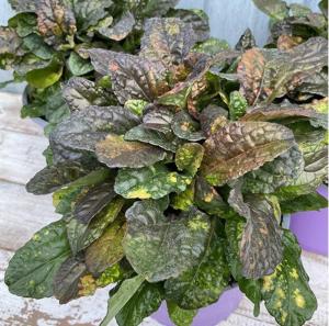 Живучка ползучая 