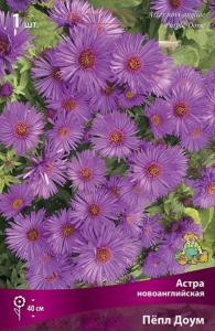 Астра новоанглийская Пепл Доум (розово-красные на длинных крепких цветоносах, 1шт, h95см)