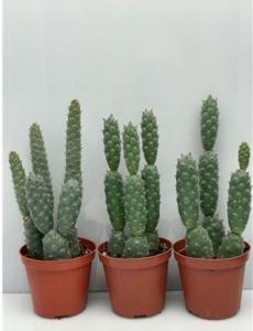 Опунция Диадемата Неколючая С8,5 Н9