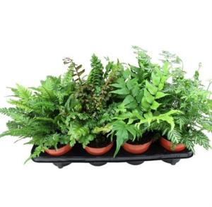 Папоротник Микс С12 Н25