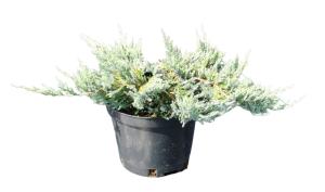 Можжевельник горизонтальный Блю Чип (Juniperus horiz Blue Chip С3)