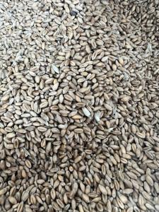 Пшеница 50кг Пшеница 50кг