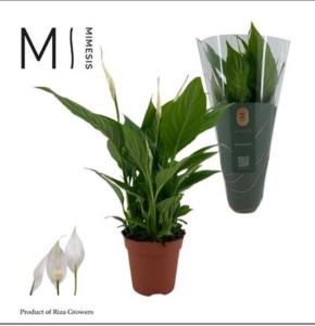 Спатифиллум Торелли 3+ мимезис С12 H40