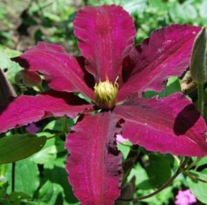 Клематис крупноцветковый Ниобе (С2)