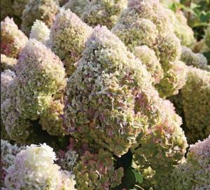 Гортензия метельчатая  Диамантино С3 СП-22