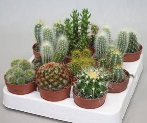 Кактус Микс, (D-5) Кактус Микс, (D-5)