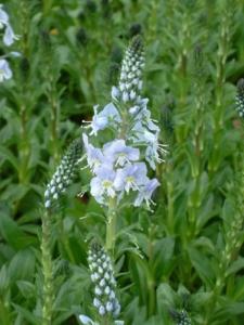 Вероника горечавковая, C2-С3