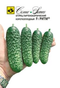 Огурец Ритм F1,Парт,холод,не перераст, Семко