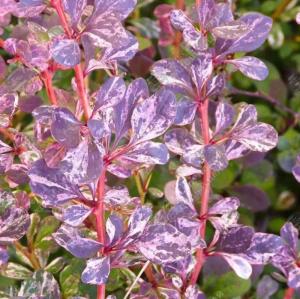 Барбарис Тунберга Фламинго 30-50 С3 ГлХ