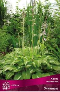 Хоста волнистая Унивитата 1шт ( листья зеленые с белым язычком, цветки сиреневые, I, h45см)