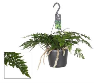 Даваллия Тейерманни  Даваллия Тейерманни