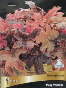 Гейхерелла Ред Ровер 1шт (лист медно-красный, 20см, I)
