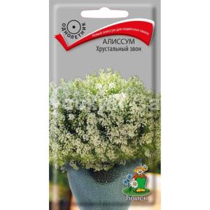Алиссум Хрустальный звон 20шт. Поиск