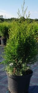 Туя западная Смарагд (Thuja occ. Smaragd С3)