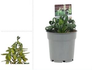 Альбука Спиралис Фризл Сиззл С12 H25