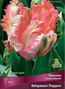 Тюльпан Попугайный Эйприкот Пэррот 7шт ( абрикосовый, со множеством оттенков, 11-12, h40см)