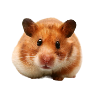 ХОМЯК сирийский длинношерстный