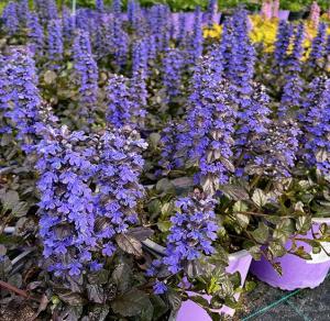 Скриншот 05-12-2024 102144