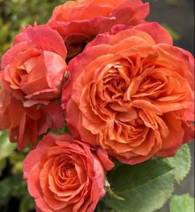 Роза Эмильен Гийо шраб 1шт (БиоМастер)