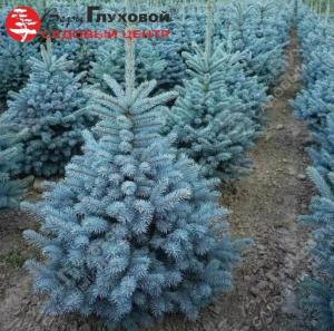 Ель колючая (Picea pungens) Супер Блю Сидлинг  80-100 С7,5 ГлХ