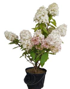 Гортензия метельчатая  Меджикал Свит Саммер С60-80 СП-22