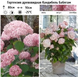 Гортензия древовидная Кандибель Баблгам С5 ГлХ (розовый)