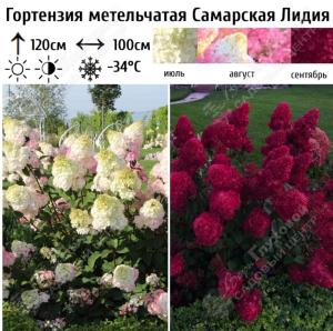 Гортензия метельчатая Самарская Лидия С45 ГлХ